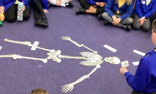 Our Skeleton