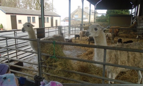 Nursery Visit Hall Hill Farm